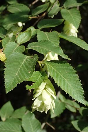 Ostrya carpinifolia \ Hopfen-Buche / Hop Hornbeam, GR Peloponnes, Taygetos, Exochori 27.5.2024