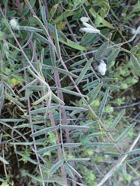 Onobrychis ebenoides \ Ebenholzstrauch�hnliche Esparsette, GR Hymettos 23.3.2019
