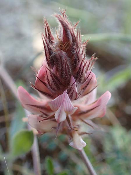 Onobrychis ebenoides \ Ebenholzstrauch�hnliche Esparsette, GR Hymettos 23.3.2019