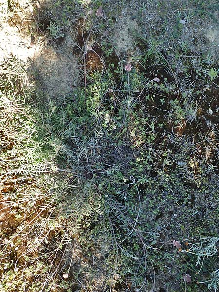 Onobrychis ebenoides \ Ebenholzstrauch�hnliche Esparsette, GR Hymettos 23.3.2019