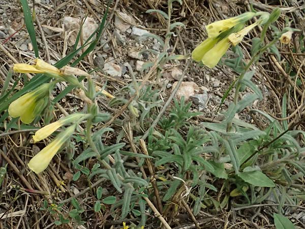Onosma heterophylla \ Verschiedenbl&auml;ttrige Lotwurz / Various-Leaved Goldendrop, GR Peloponnes, Chelmos 18.5.2024