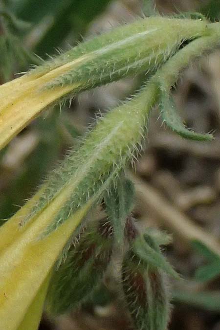 Onosma heterophylla \ Verschiedenbl&auml;ttrige Lotwurz / Various-Leaved Goldendrop, GR Peloponnes, Chelmos 18.5.2024