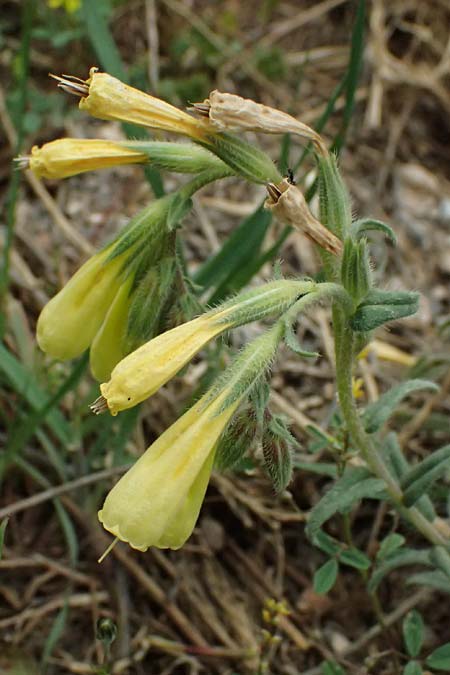 Onosma heterophylla \ Verschiedenbl&auml;ttrige Lotwurz / Various-Leaved Goldendrop, GR Peloponnes, Chelmos 18.5.2024