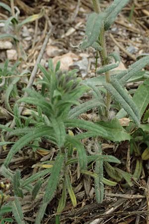 Onosma heterophylla \ Verschiedenbl&auml;ttrige Lotwurz / Various-Leaved Goldendrop, GR Peloponnes, Chelmos 18.5.2024