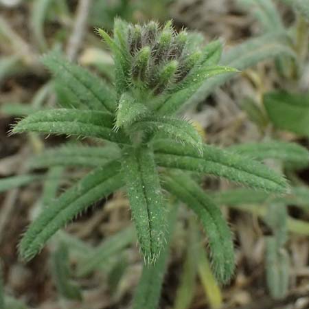 Onosma heterophylla \ Verschiedenbl&auml;ttrige Lotwurz / Various-Leaved Goldendrop, GR Peloponnes, Chelmos 18.5.2024