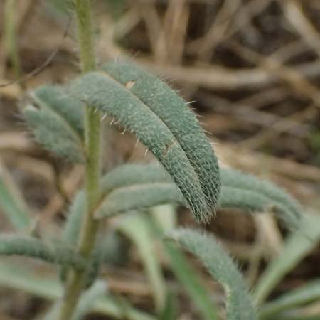 Onosma heterophylla \ Verschiedenbl&auml;ttrige Lotwurz / Various-Leaved Goldendrop, GR Peloponnes, Chelmos 18.5.2024