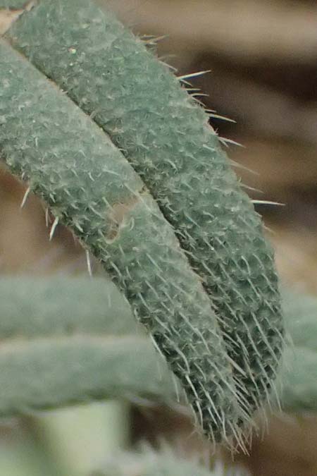 Onosma heterophylla \ Verschiedenbl&auml;ttrige Lotwurz / Various-Leaved Goldendrop, GR Peloponnes, Chelmos 18.5.2024