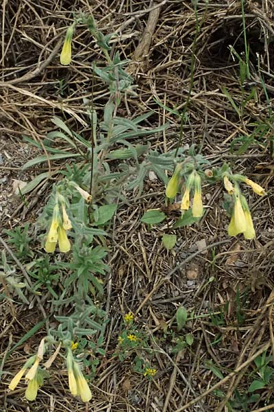 Onosma heterophylla \ Verschiedenbl&auml;ttrige Lotwurz / Various-Leaved Goldendrop, GR Peloponnes, Chelmos 18.5.2024