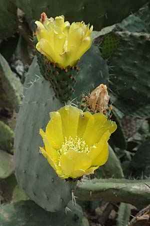 Opuntia ficus-indica \ Echter Feigenkaktus / Prickly Pear, GR Peloponnes, Stoupa 26.5.2024