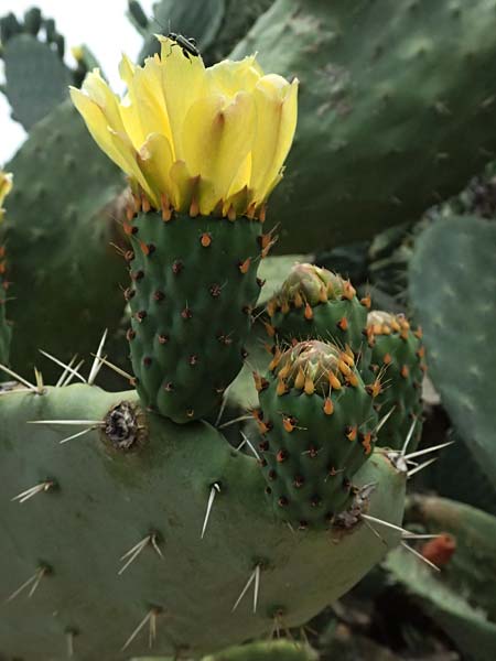 Opuntia ficus-indica \ Echter Feigenkaktus / Prickly Pear, GR Peloponnes, Stoupa 26.5.2024