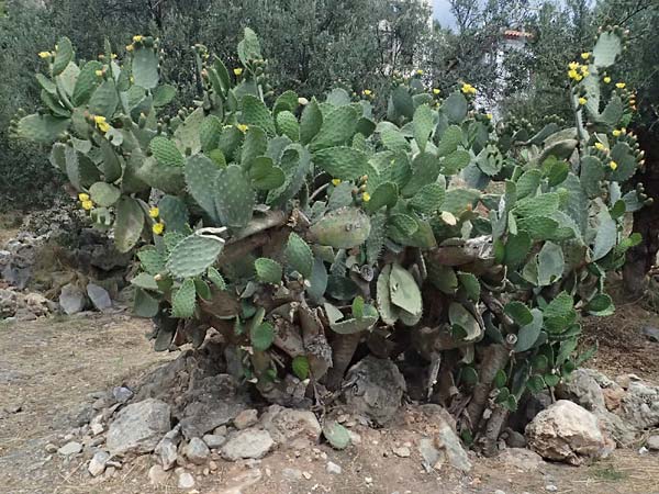Opuntia ficus-indica \ Echter Feigenkaktus / Prickly Pear, GR Peloponnes, Stoupa 26.5.2024