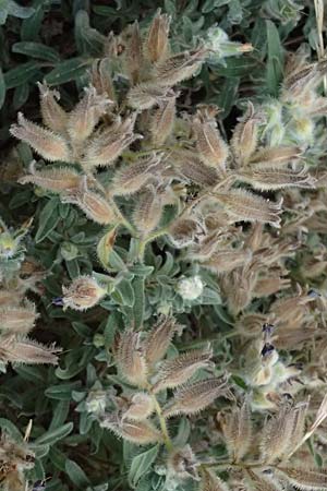 Onosma frutescens \ Goldene Lotwurz, Strauchige Lotwurz / Rocky Goldendrop, GR Peloponnes, Vathia 30.5.2024