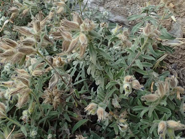 Onosma frutescens \ Goldene Lotwurz, Strauchige Lotwurz / Rocky Goldendrop, GR Peloponnes, Vathia 30.5.2024