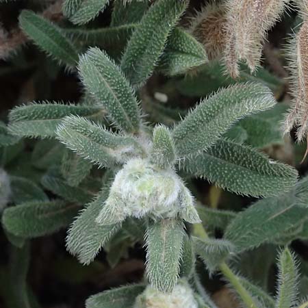 Onosma frutescens \ Goldene Lotwurz, Strauchige Lotwurz / Rocky Goldendrop, GR Peloponnes, Vathia 30.5.2024