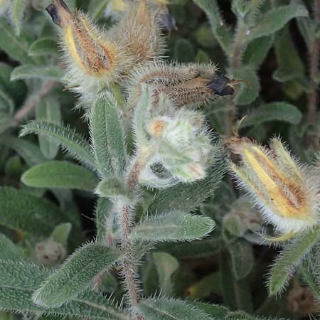 Onosma frutescens \ Goldene Lotwurz, Strauchige Lotwurz / Rocky Goldendrop, GR Peloponnes, Vathia 30.5.2024