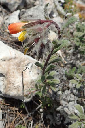 Onosma graeca \ Griechische Lotwurz / Greek Goldendrop, GR Parnitha 22.3.2019