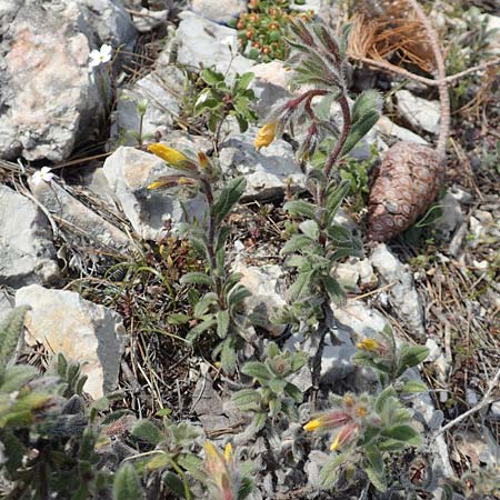 Onosma graeca \ Griechische Lotwurz / Greek Goldendrop, GR Parnitha 22.3.2019