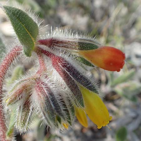 Onosma graeca \ Griechische Lotwurz / Greek Goldendrop, GR Parnitha 22.3.2019