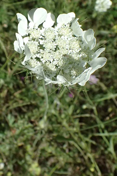 Tordylium officinale \ Arznei-Zirmet / Small Hartwort, GR Peloponnes, Chelmos, Klitoria 23.5.2024