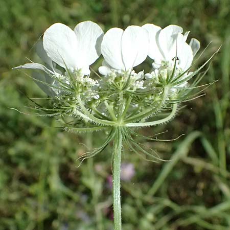 Tordylium officinale \ Arznei-Zirmet / Small Hartwort, GR Peloponnes, Chelmos, Klitoria 23.5.2024