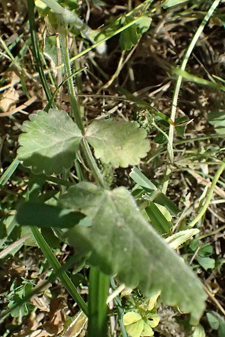 Tordylium officinale \ Arznei-Zirmet / Small Hartwort, GR Peloponnes, Chelmos, Klitoria 23.5.2024
