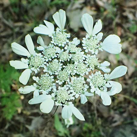 Tordylium officinale \ Arznei-Zirmet / Small Hartwort, GR Peloponnes, Chelmos, Klitoria 23.5.2024