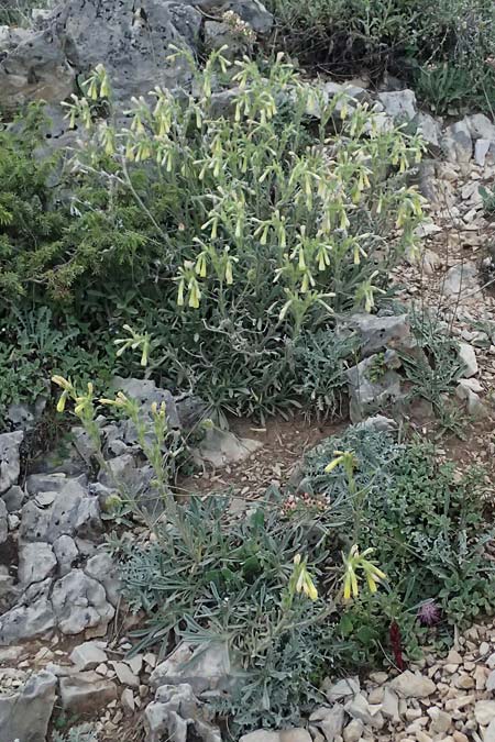 Onosma heterophylla \ Verschiedenbl&auml;ttrige Lotwurz / Various-Leaved Goldendrop, GR Peloponnes, Mt. Kyllini, Ziria 21.5.2024