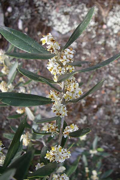 Olea europaea var. europaea \ lbaum / Olive, GR Hymettos 21.5.2008