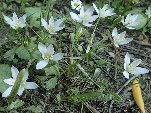 Ornithogalum exscapum \ Schaftloser Milchstern / White Star of Bethlehem, GR Athen 23.3.2019