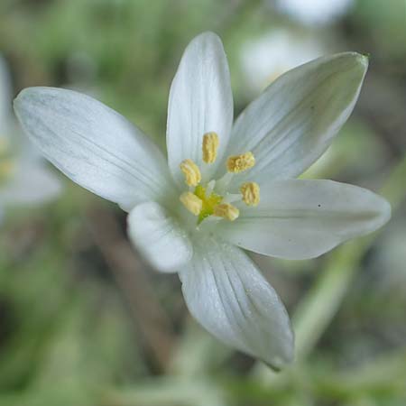 Ornithogalum exscapum \ Schaftloser Milchstern / White Star of Bethlehem, GR Athen 23.3.2019