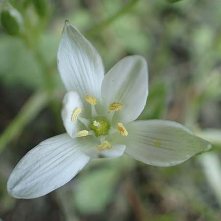 Ornithogalum exscapum \ Schaftloser Milchstern / White Star of Bethlehem, GR Athen 23.3.2019