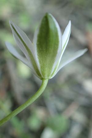 Ornithogalum exscapum \ Schaftloser Milchstern / White Star of Bethlehem, GR Athen 23.3.2019