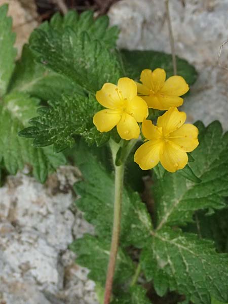 Aremonia agrimonoides \ Nelkenwurz-Odermennig / Bastard Agrimony, GR Peloponnes, Chelmos 18.5.2024
