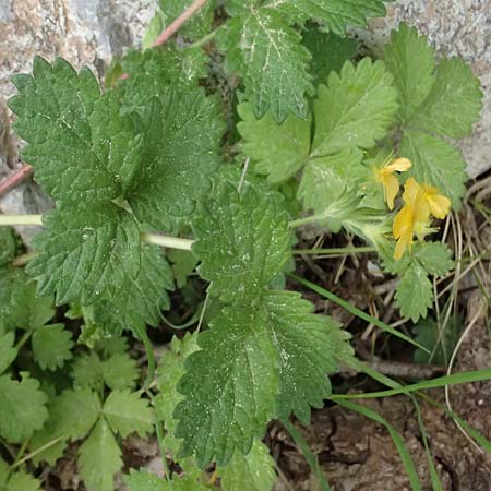 Aremonia agrimonoides \ Nelkenwurz-Odermennig / Bastard Agrimony, GR Peloponnes, Chelmos 18.5.2024