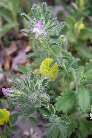 Ononis reclinata \ Nickende Hauhechel / Small Restharrow, GR Igoumenitsa 13.5.2008