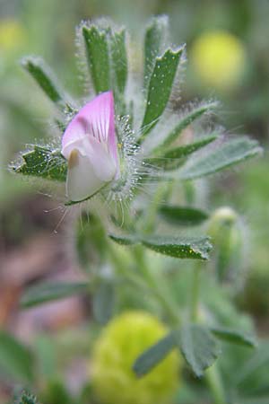 Ononis reclinata \ Nickende Hauhechel / Small Restharrow, GR Igoumenitsa 13.5.2008
