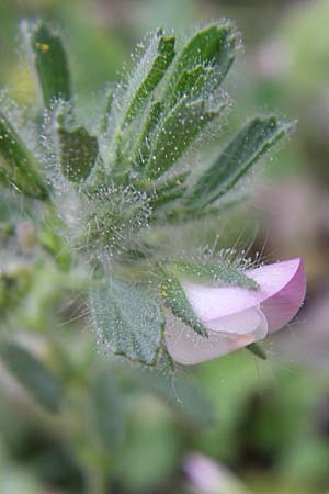 Ononis reclinata \ Nickende Hauhechel / Small Restharrow, GR Igoumenitsa 13.5.2008