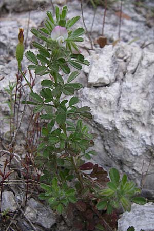 Ononis reclinata \ Nickende Hauhechel / Small Restharrow, GR Igoumenitsa 13.5.2008