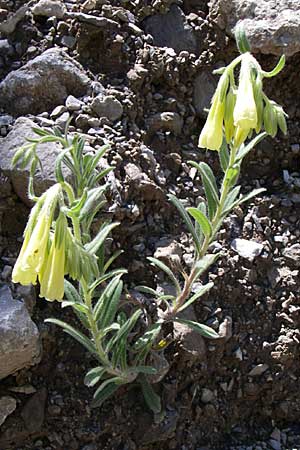Onosma taurica \ Krim-Lotwurz / Crimea Goldendrop, GR Aoos - Schlucht / Gorge 16.5.2008