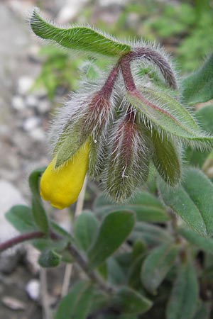 Onosma graeca \ Griechische Lotwurz / Greek Goldendrop, GR Peloponnes, Taygetos 30.3.2013