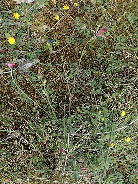 Onobrychis montana \ Berg-Esparsette / Mountain Sainfoin, GR Athen, Mount Egaleo 10.4.2019