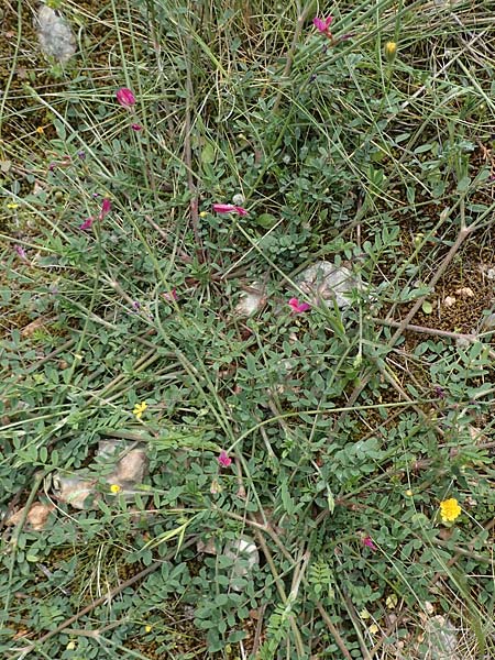 Onobrychis montana \ Berg-Esparsette / Mountain Sainfoin, GR Athen, Mount Egaleo 10.4.2019