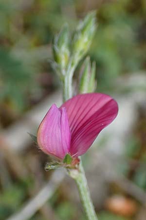 Onobrychis montana \ Berg-Esparsette / Mountain Sainfoin, GR Athen, Mount Egaleo 10.4.2019