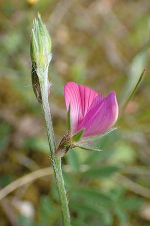 Onobrychis montana \ Berg-Esparsette / Mountain Sainfoin, GR Athen, Mount Egaleo 10.4.2019