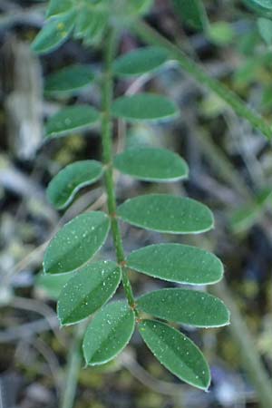 Onobrychis aequidentata \ Gleichz�hnige Esparsette, GR Hymettos 11.4.2024