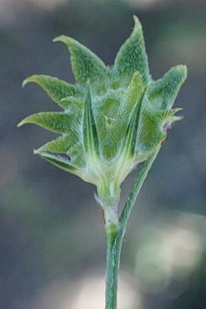 Onobrychis aequidentata \ Gleichz�hnige Esparsette, GR Hymettos 11.4.2024