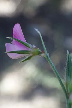 Onobrychis aequidentata \ Gleichz�hnige Esparsette, GR Hymettos 11.4.2024