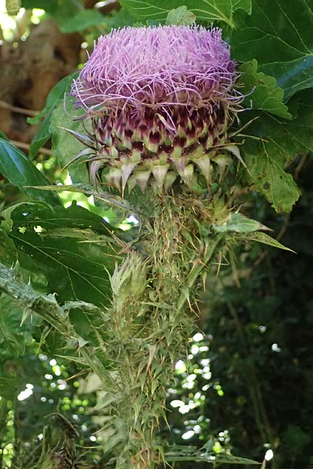 Onopordum laconicum \ Lakonische Esels-Distel / Laconian Cotton Thistle, GR Peloponnes, Taygetos, Kastania 28.5.2024