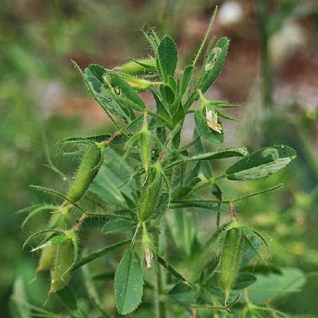 Ononis viscosa \ Klebriger Hauhechel / Sticky Restharrow, GR Akrokorinth 30.4.2015 (Photo: Gisela Nikolopoulou)