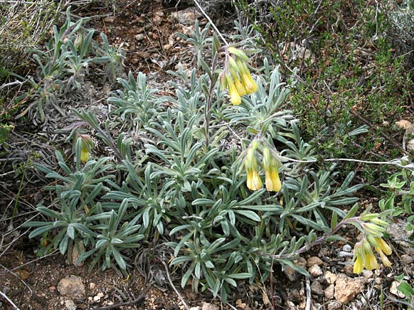 Onosma erecta subsp. erecta \ Aufrechte Lotwurz / Erect Goldendrop, GR Akrokorinth 18.4.2017 (Photo: Gisela Nikolopoulou)